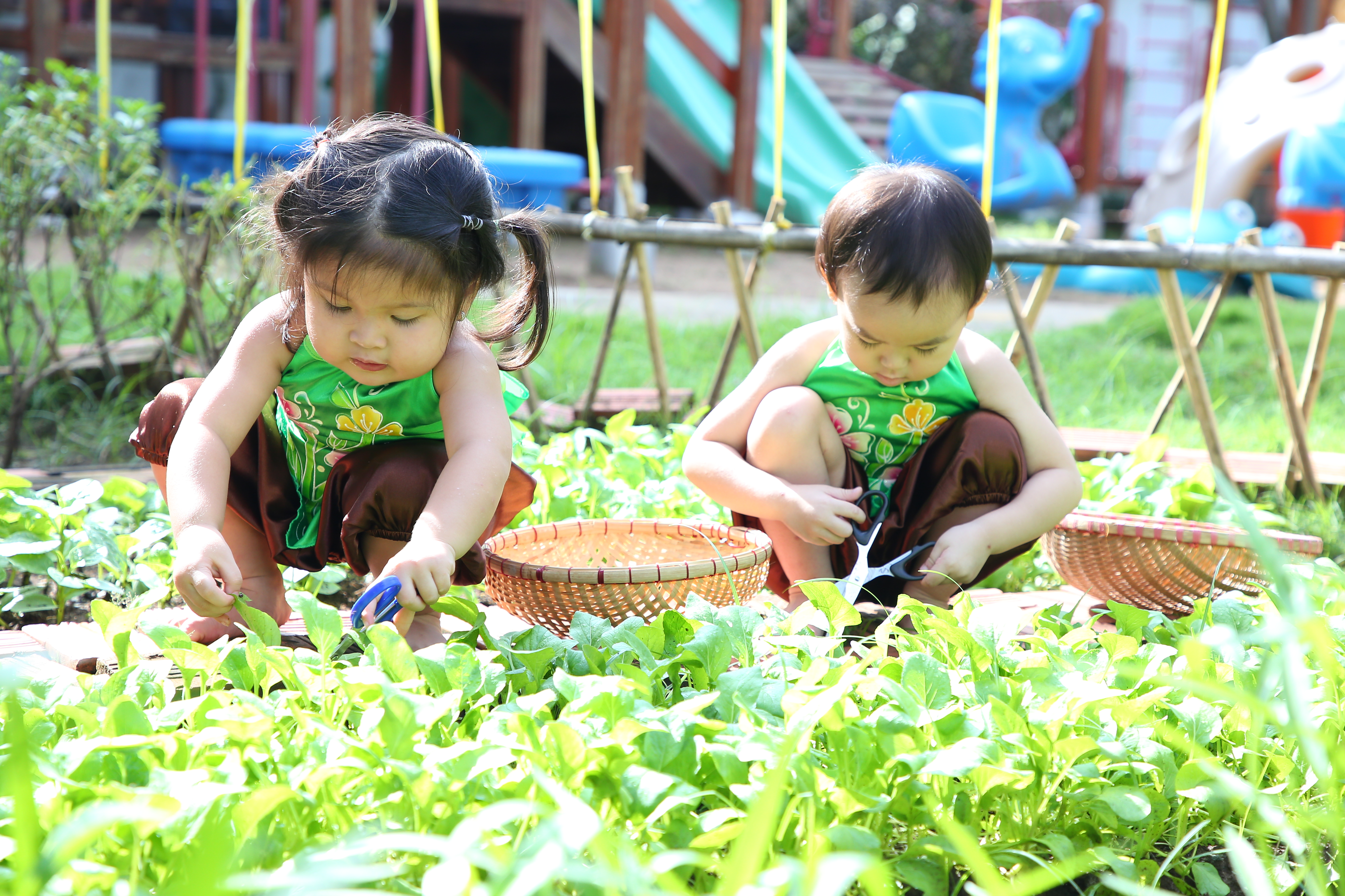 CÙNG THU HOẠCH RAU VỚI NHỮNG NÔNG DÂN NHÍ